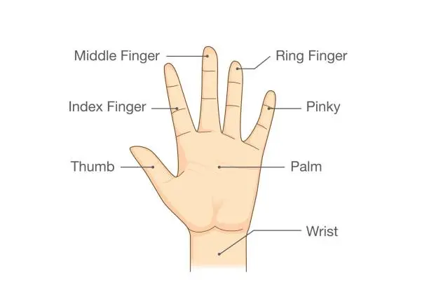 Vector illustration of Parts of the Hand.