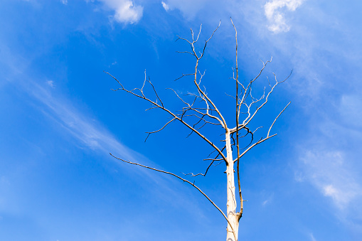 Dried tree on blue sky and white cloud, drought by the warm phase of the El Nino.