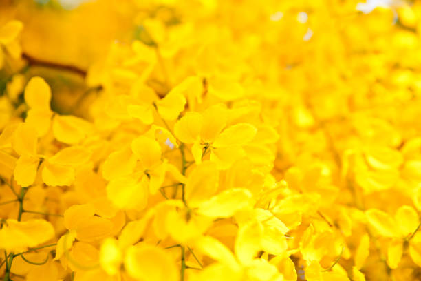 istock Golden shower flowers background. 670665354