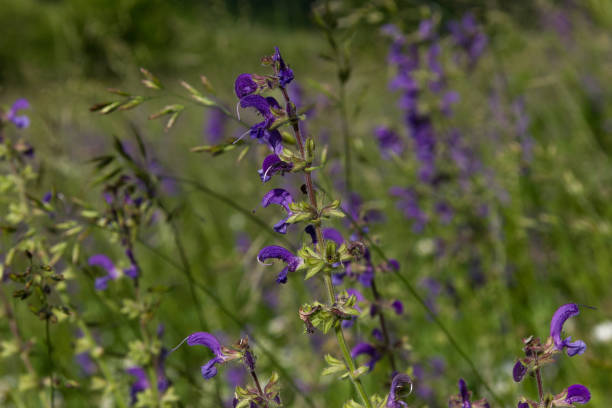 istock flower field in south germany in june 670665530