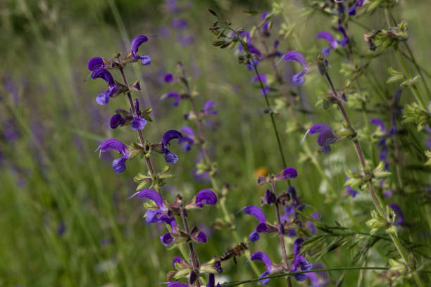 istock flower field in south germany in june 670666848