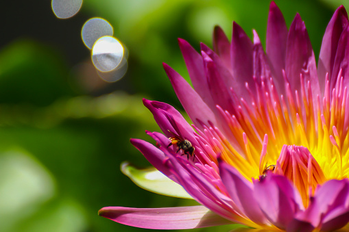 Lotus bloom close up pollen on pond in the morning