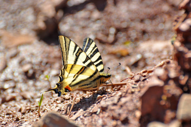 istock Scarce Swallowtail butterfly taking minerals from ground 670677430