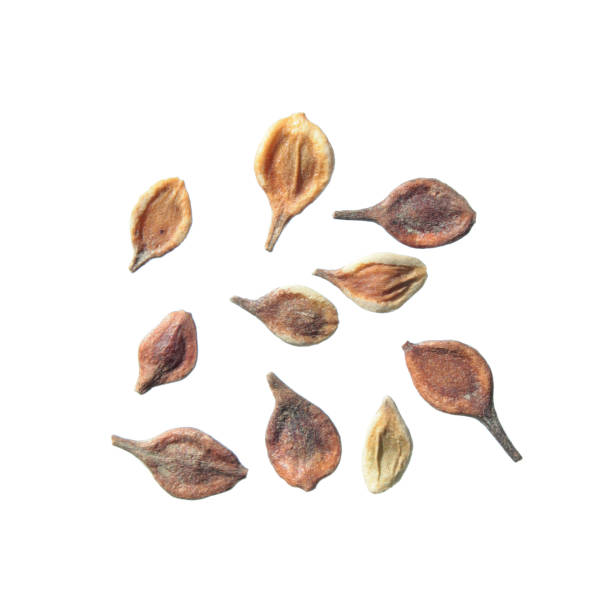 istock Seeds of Clematis integrifolia isolated on white background 670681172