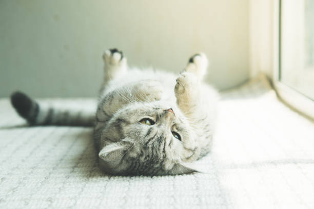 istock Shorthair cat lying and looking at camera 670681914