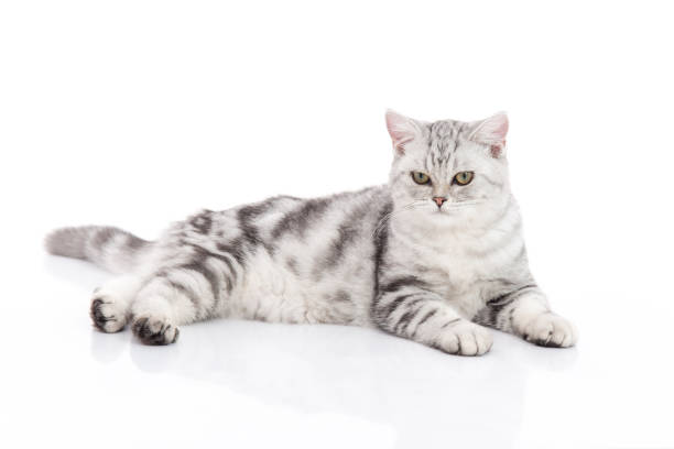istock Cute  British Shorthair kitten sitting 670684896
