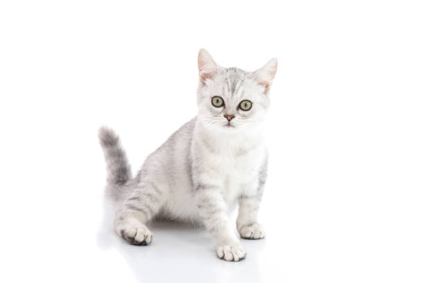 istock Cute British Shorthair kitten sitting and looking on white background 670684934