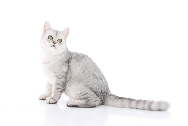 istock Cute  British Shorthair kitten sitting 670685162