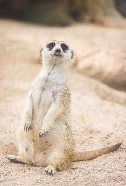 istock Close up of meerkat 670686148