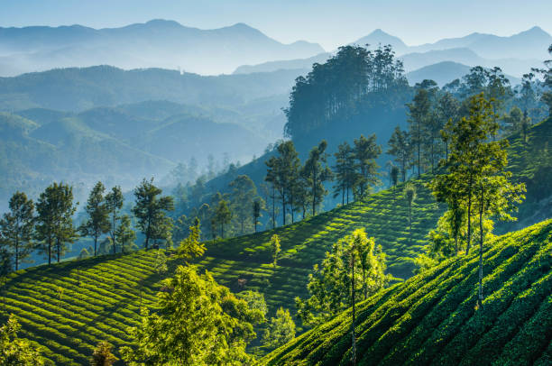 plantaciones de té verde. munnar, kerala, india - kerala fotografías e imágenes de stock