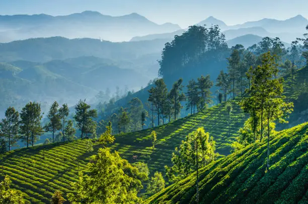 Green tea plantations in the mountains of Munnar, Kerala, India