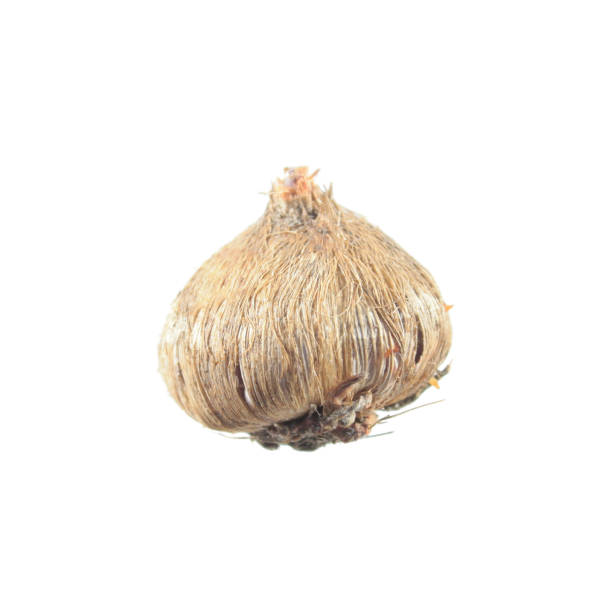istock Ixia corm isolated on white background 670692524