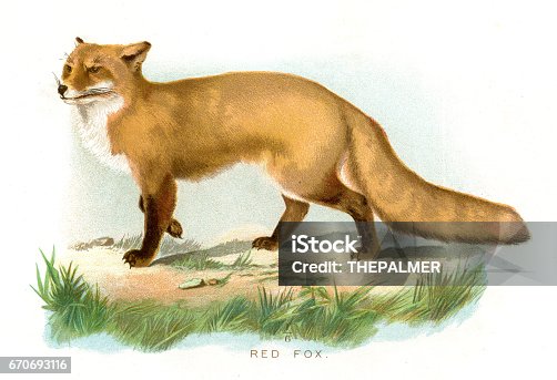 istock Red fox lithograph 1897 670693116