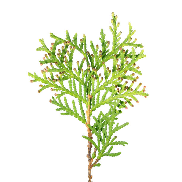 istock Branch of arborvitae (Thuja occidentalis) with male cone isolated on white background. Underside 670693856