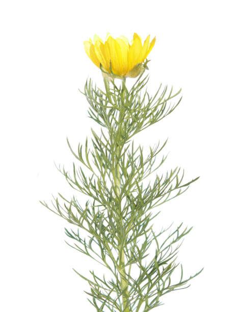 istock Yellow pheasant's eye (Adonis vernalis) isolated on white background. Medicinal plant 670696828