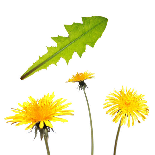 istock Dandelion leaf and flower isolated on white background 670696926