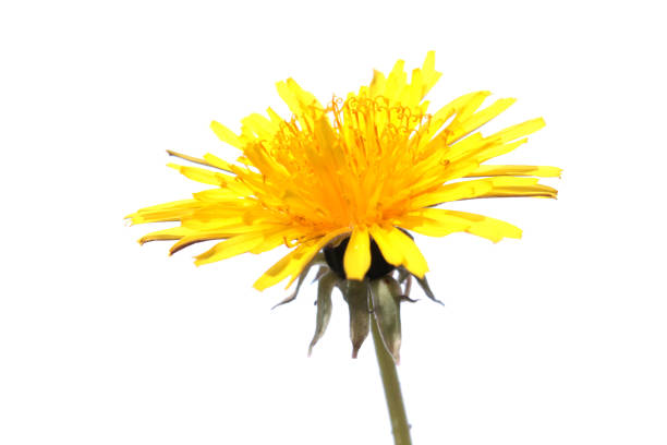 istock Dandelion flower isolated on white background 670696934
