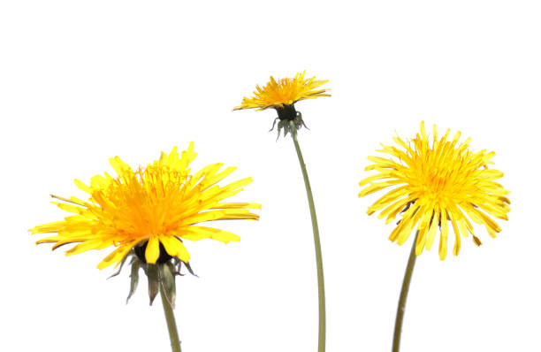 istock Dandelion flower isolated on white background 670697012
