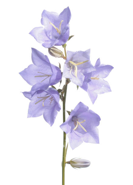 istock Peach-leaved bellflower (Campanula persicifolia) isolated on white background 670697166