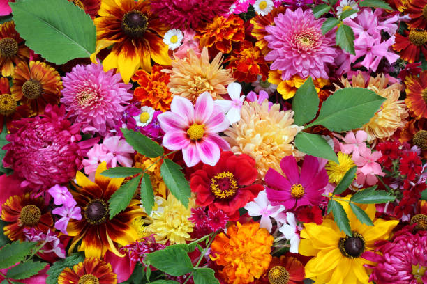 istock Background from cultivated flowers. Beautiful  floral background. 670702504