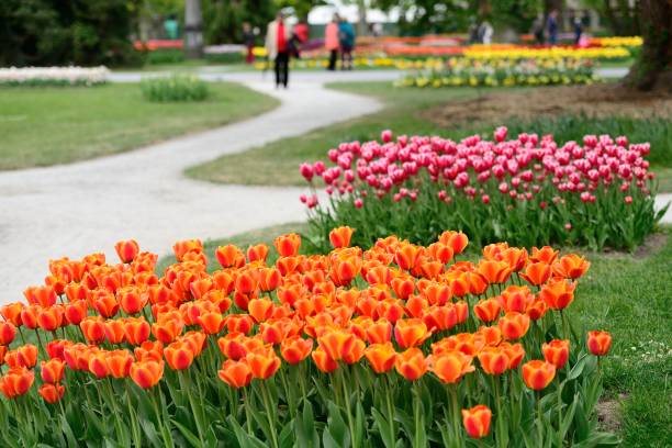 istock Walking visitors in the blooming tulips garden 670702702
