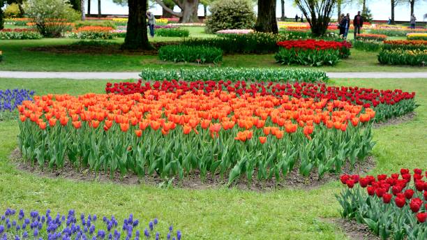 istock Walking visitors in the blooming tulips garden 670702774