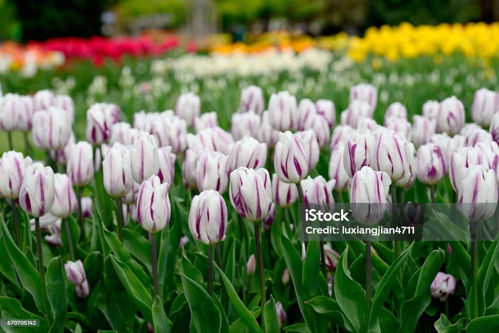 Blooming tulips in the park Europe,Switzerland,Vaud,Morges,park. Beauty In Nature Stock Photo