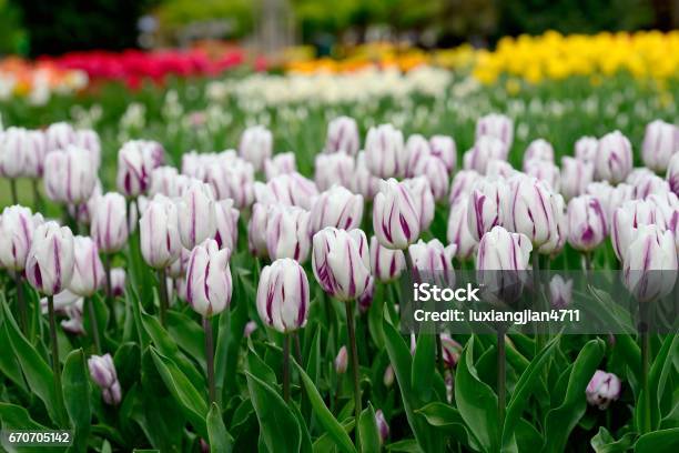 Blooming Tulips In The Park Stock Photo - Download Image Now - Beauty In Nature, Color Image, Day
