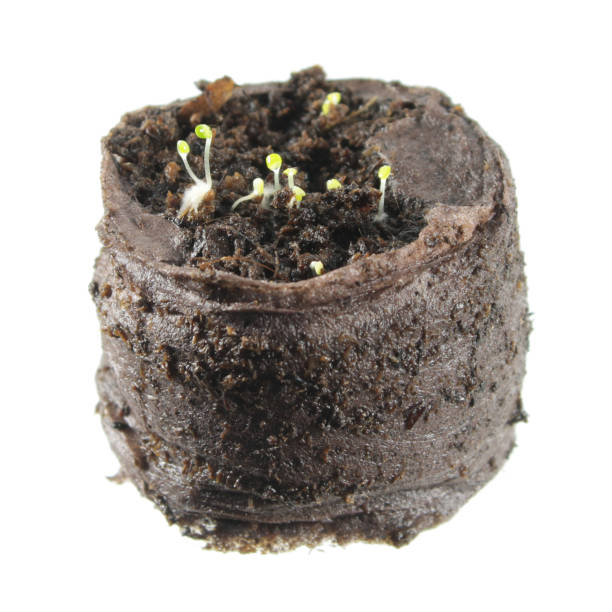 istock Seedling of thyme isolated on white background. Young sprouts in a peat tablet 670708526