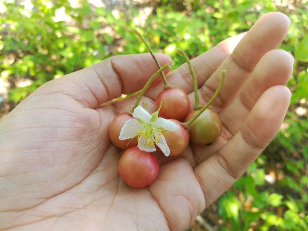 Jamaican cherry in human hand