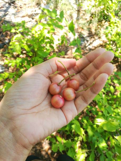 istock Jamaican cherry in human hand 670709374