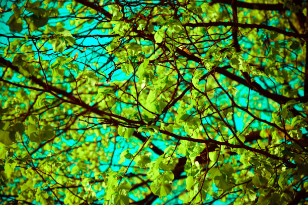 Fresh green leaves in springtime