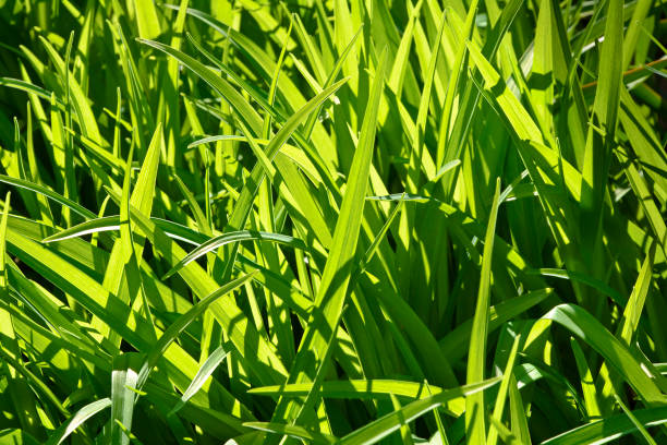 istock Background of high green grass highlighted by the sun. 670712754