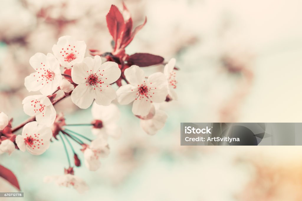 Printemps arrière-plan art avec des fleurs de cerisier blanc - Photo de Arbre en fleurs libre de droits