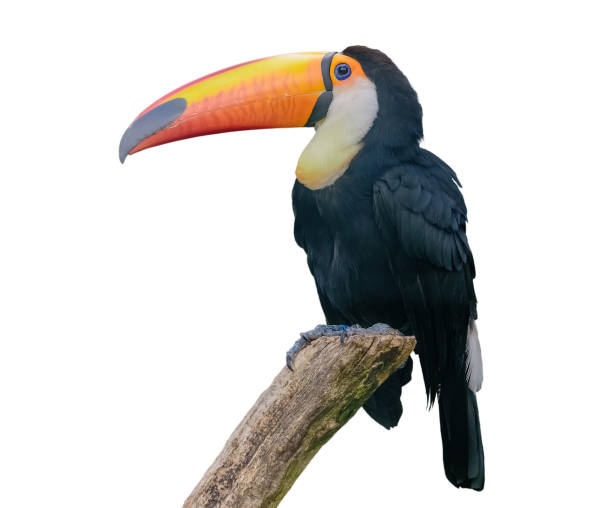 Channel-billed toucan. Isolated Channel-billed toucan with the strong orange beak. Ramphastos vitellinus. Isolated on white background. Horizontal channel billed toucan stock pictures, royalty-free photos & images