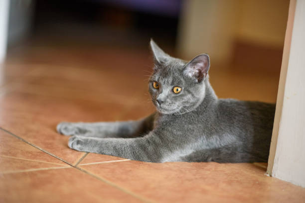 istock Chartreux by the door 670716390