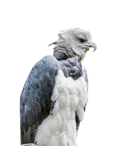 Harpia harpyja. Isolated Harpia harpyja. The harpy eagle is a neotropical species of eagle. Upper body of an adult in captivity harpy eagle stock pictures, royalty-free photos & images