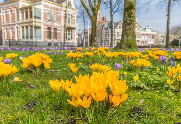 istock Yellow crocusses in a park in Groningen, The Netherlands 670720320