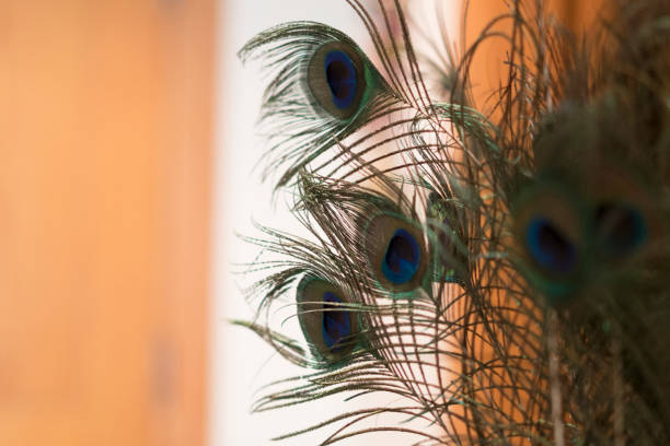 istock Collection of peacock feather displayed in a hallway 670720476