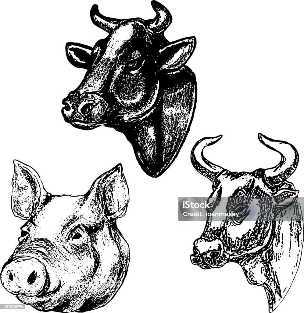 Hand drawn cow and pig heads isolated on white background. Design elements for menu, label, emblem, sign, brand mark, poster. Hand drawn cow and pig heads isolated on white background. Design elements for menu, label, emblem, sign, brand mark, poster. Vector illustration Pig stock vector