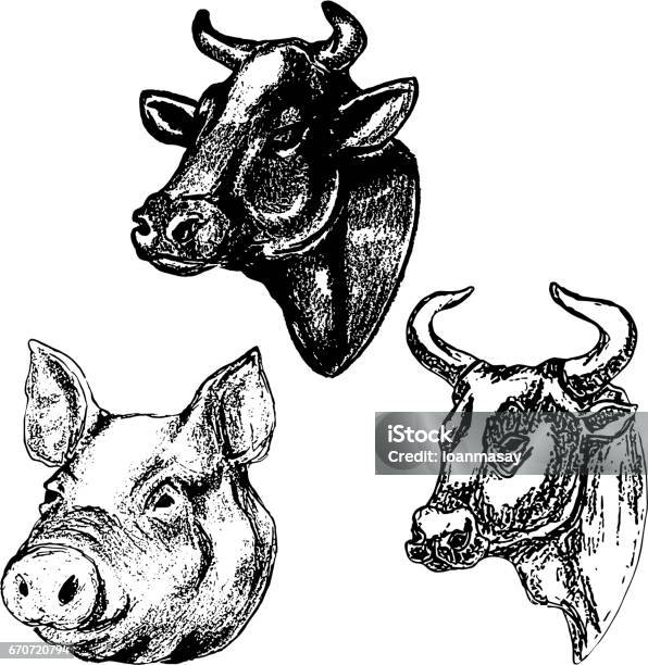 Hand Drawn Cow And Pig Heads Isolated On White Background Design Elements For Menu Label Emblem Sign Brand Mark Poster Stock Illustration - Download Image Now