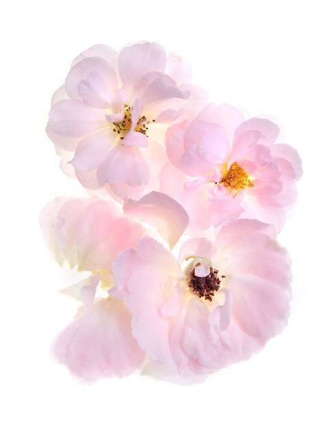 istock Pink rose petals isolated on white background for valentines day 670720810