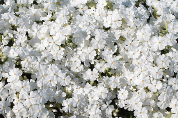 istock White phlox in the garden 670723248