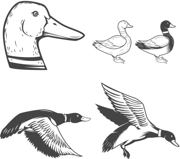 Set of wild ducks icons isolated on white background. Duck hunting. Design elements for icon
, label, badge, sign. Vector illustration Set of wild ducks icons isolated on white background. Duck hunting. Design elements for icon mallard duck stock illustrations