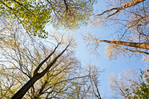 istock crown of tree with colorful leaves 670724152