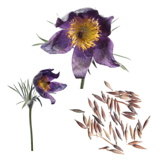 istock Seeds and flower of Eastern pasqueflower (Pulsatilla patens) isolated on white background 670724492