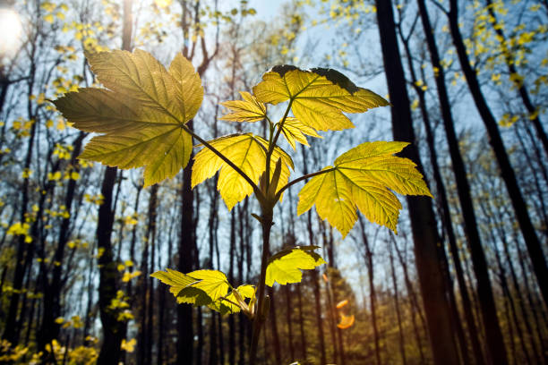 istock leaves at a branch of the tree 670727720