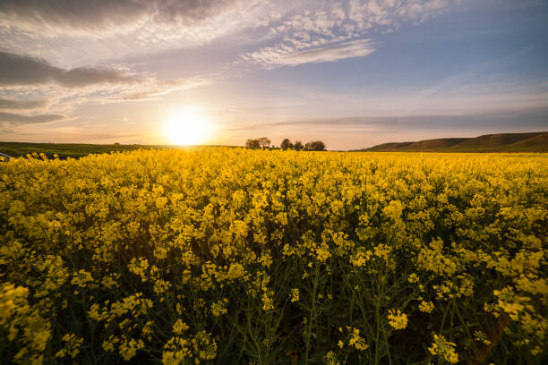 istock Yellow oilseed rape field under the blue bright sky with sun 670731294