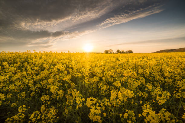 istock Yellow oilseed rape field under the blue bright sky with sun 670731366