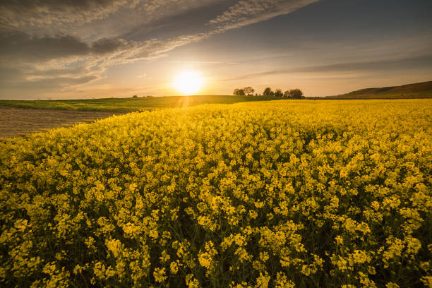 istock Yellow oilseed rape field under the blue bright sky with sun 670731462